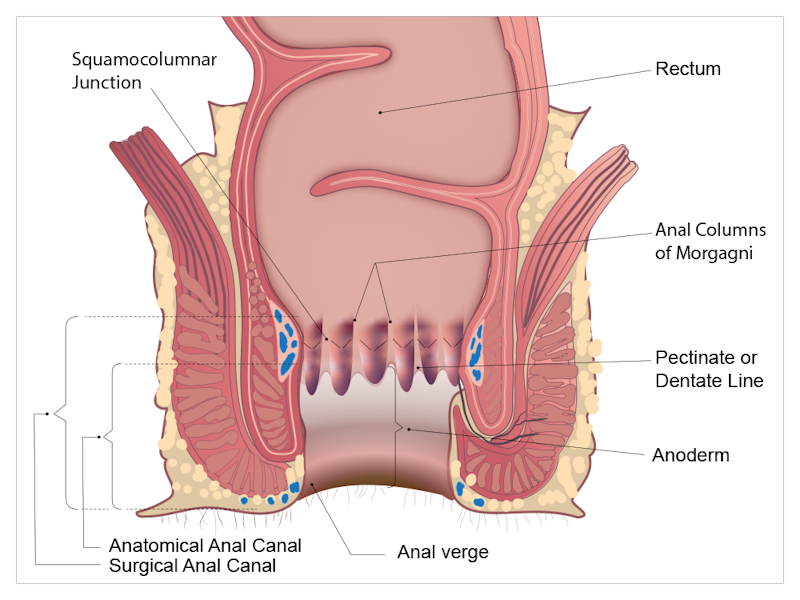 Anal canal Anal canal