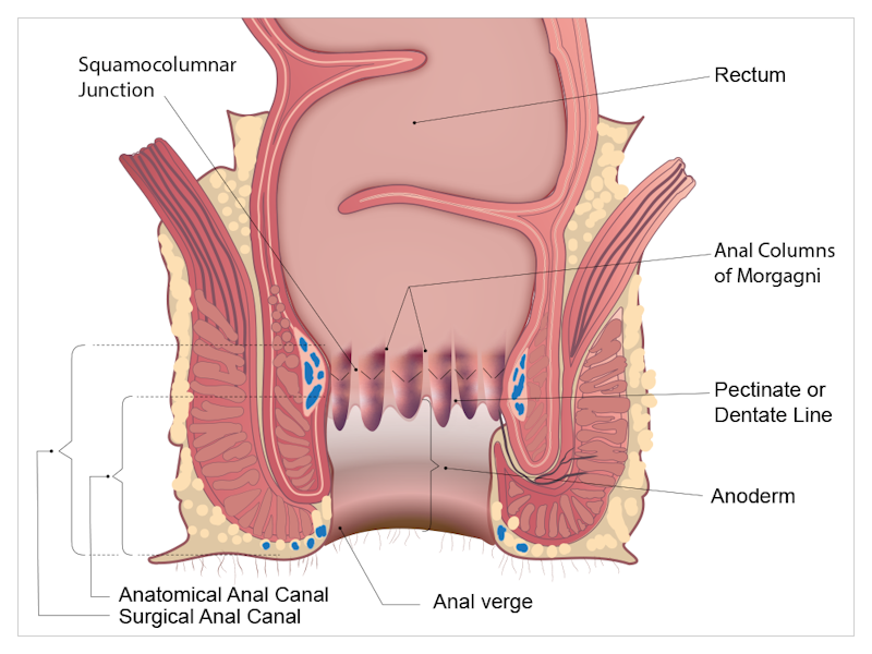 Anal canal